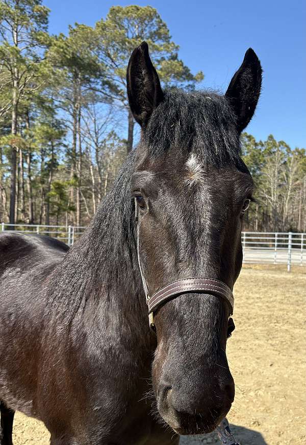15-hand-draft-gelding