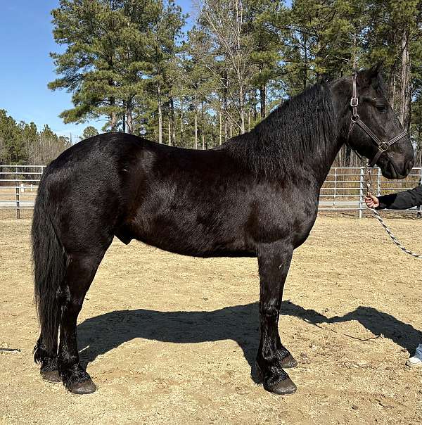 black-draft-gelding