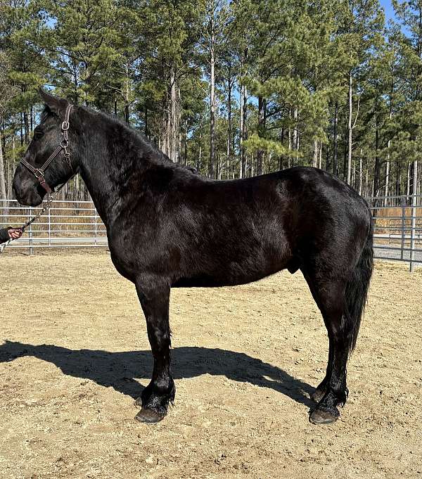 black-gelding-for-sale