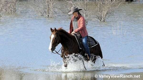 all-around-quarter-horse