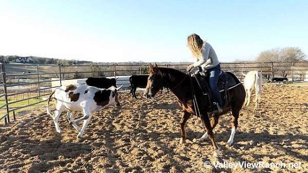 athletic-quarter-horse
