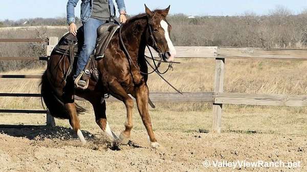 barrel-racing-quarter-horse