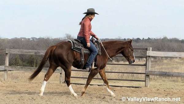 beginner-quarter-horse