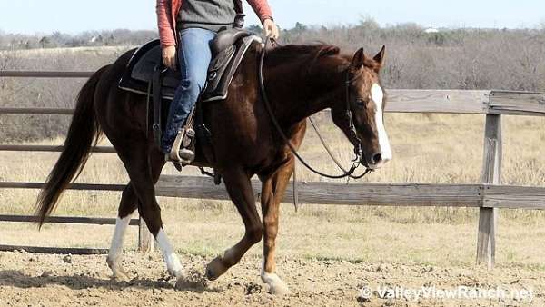 experienced-quarter-horse