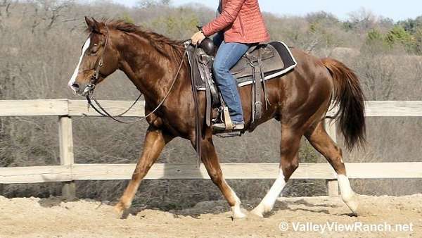husband-safe-quarter-horse