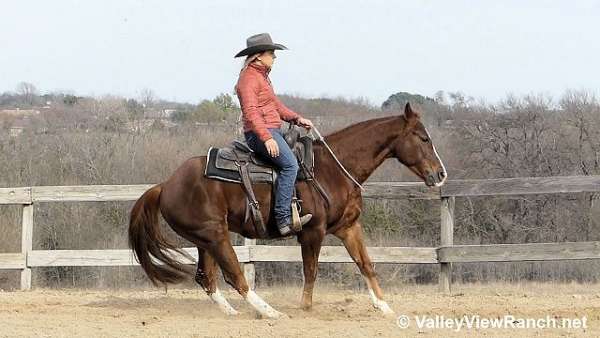 kid-safe-quarter-horse