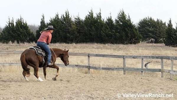 lesson-quarter-horse