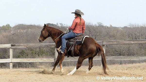 penning-quarter-horse
