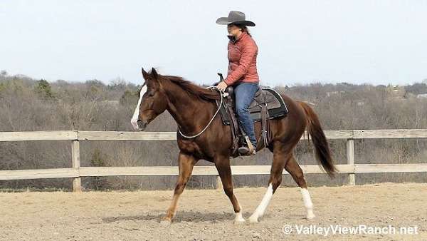 performance-quarter-horse