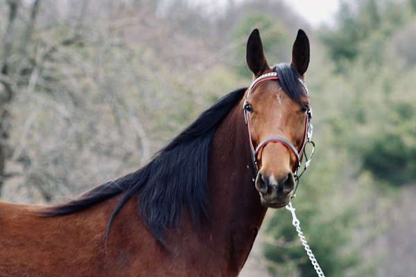 bay-racking-mare