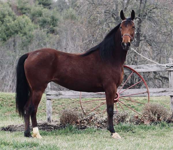 bay-mare-for-sale