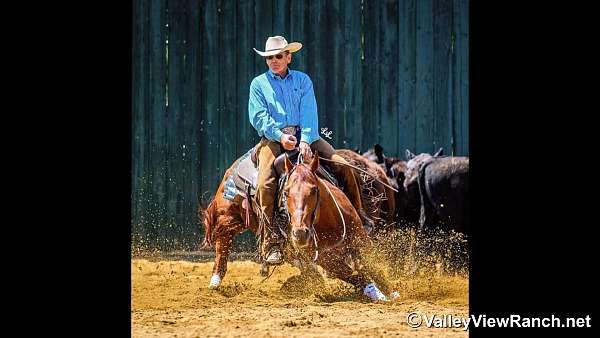 all-around-quarter-horse