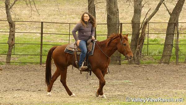 athletic-quarter-horse