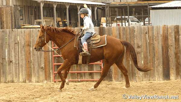 calf-roping-quarter-horse