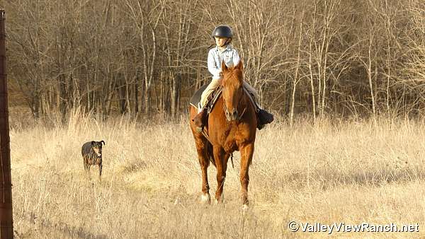beginner-quarter-horse