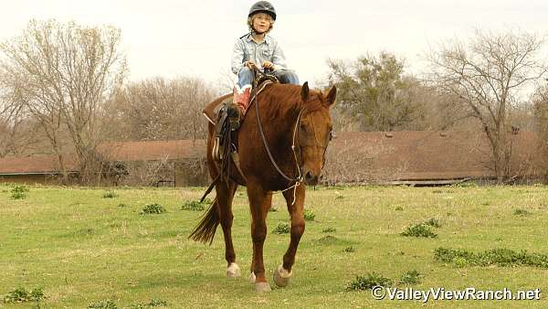 champion-quarter-horse