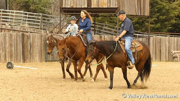 experienced-quarter-horse
