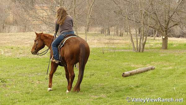 finished-quarter-horse