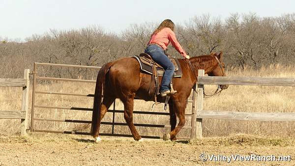 husband-safe-quarter-horse