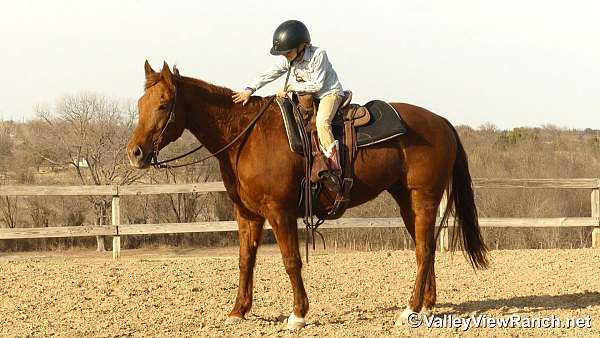 kid-safe-quarter-horse