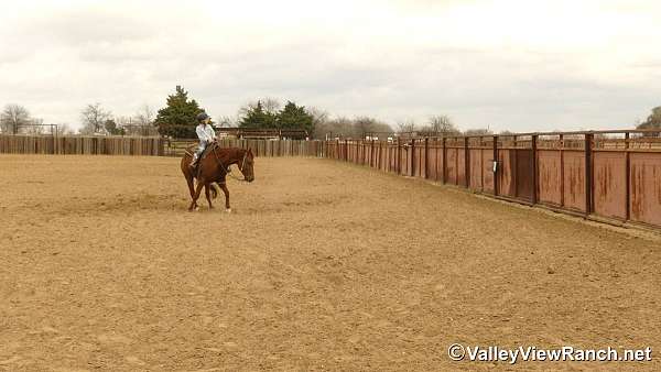 lesson-quarter-horse