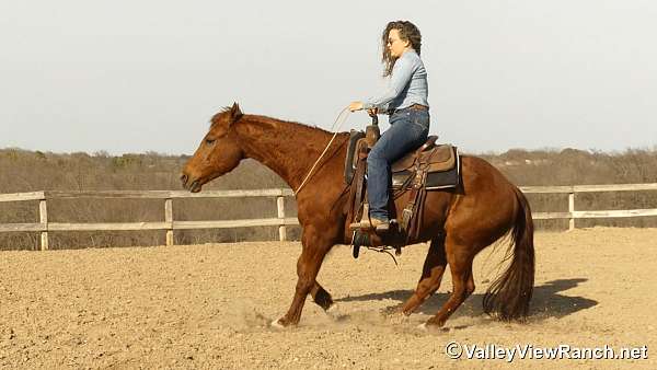 money-winner-quarter-horse