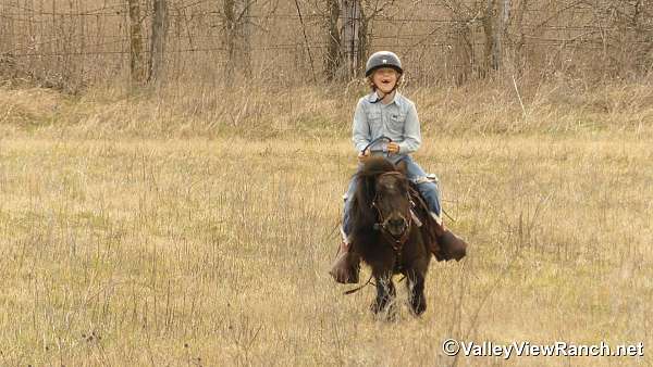 trail-pony