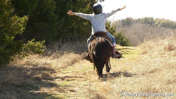 trail-riding-pony