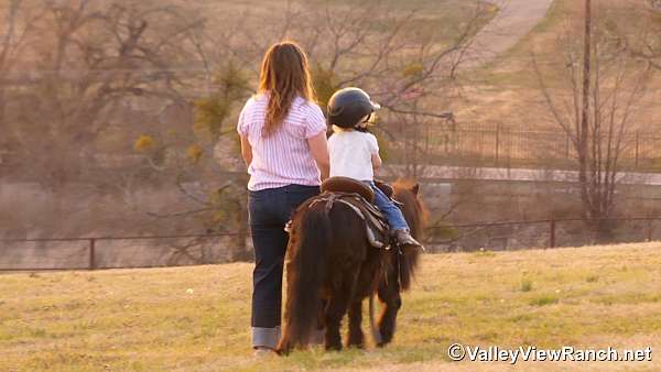 brown-all-around-pony