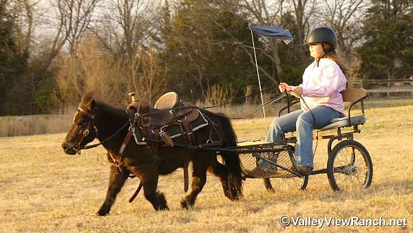brown-beginner-pony