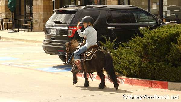brown-pony-mare