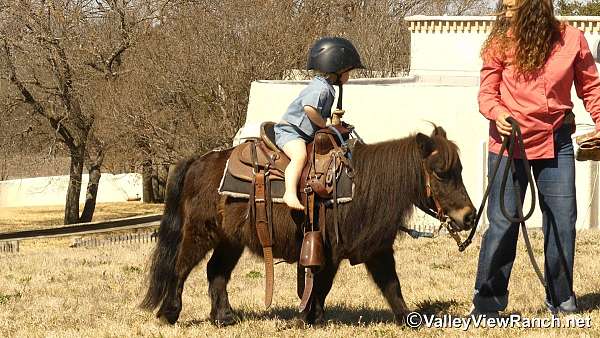 brown-driving-pony