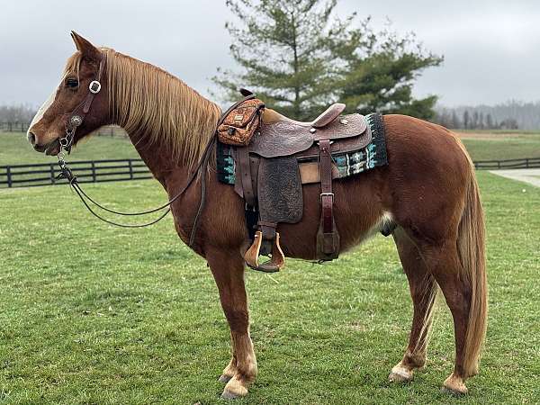 all-around-crossbred-pony