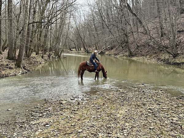 beginner-crossbred-pony