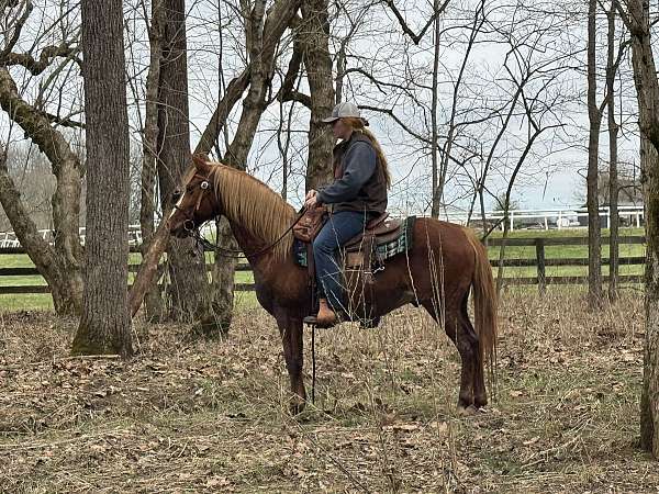 companion-crossbred-pony