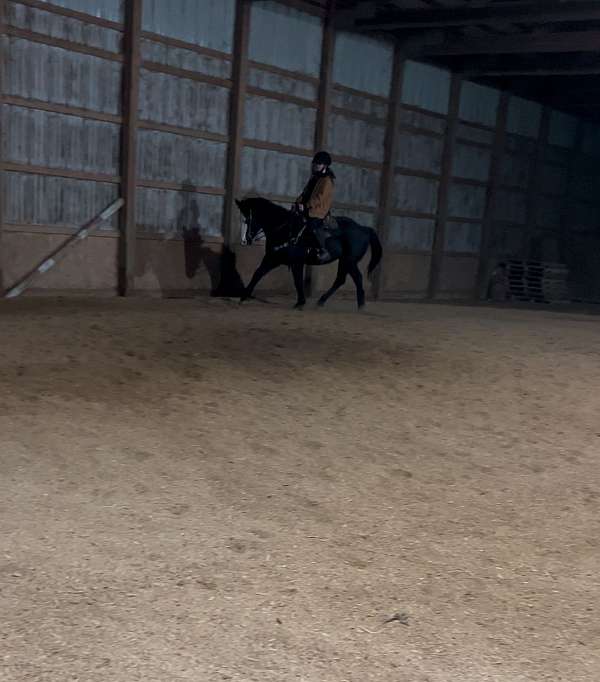 black-quarter-horse-gelding