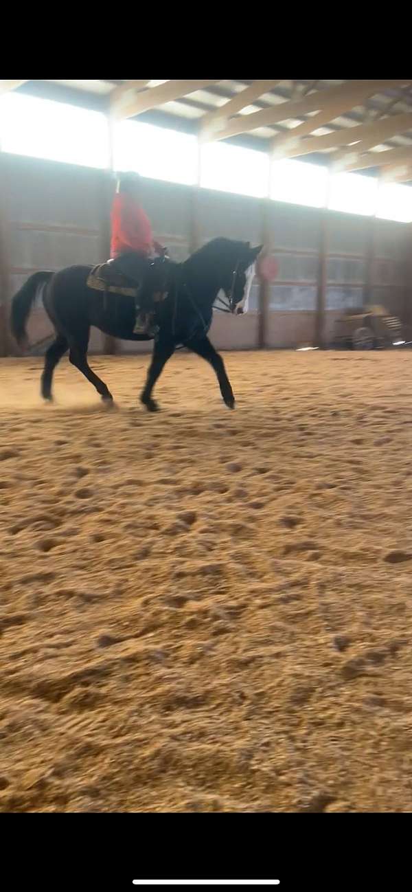 blaze-horse