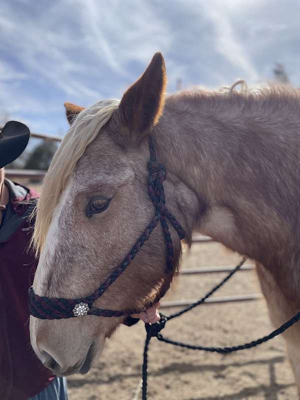 blaze-horse