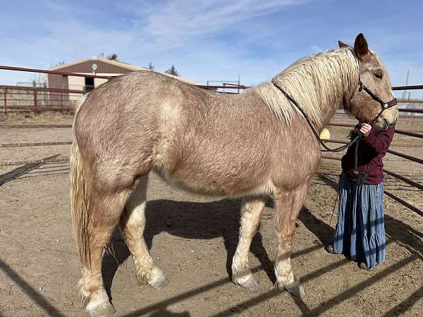 red-roan-blaze-horse
