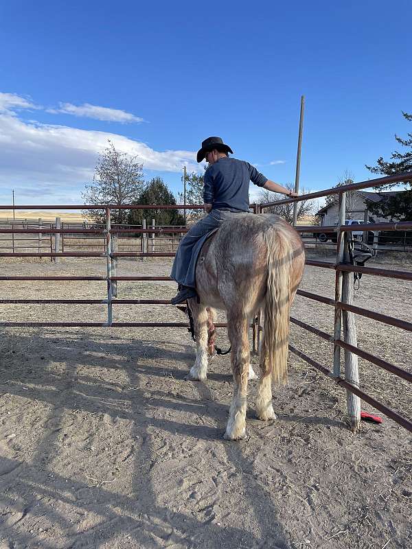 draft-belgian-horse
