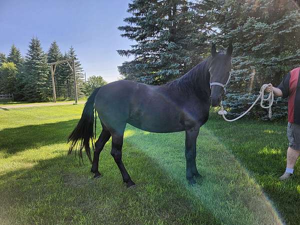 old-blood-tennessee-walking-horse