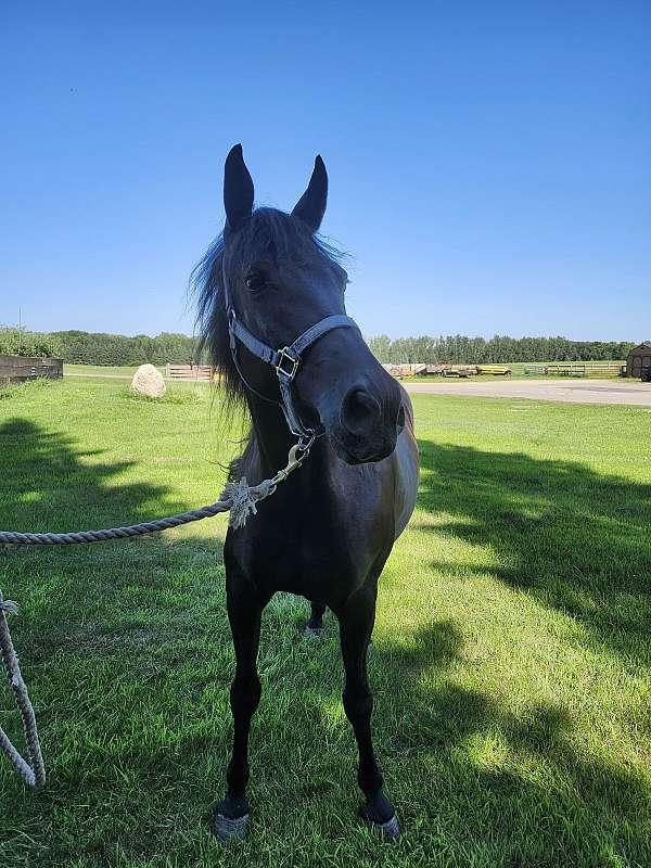 trail-rider-mare