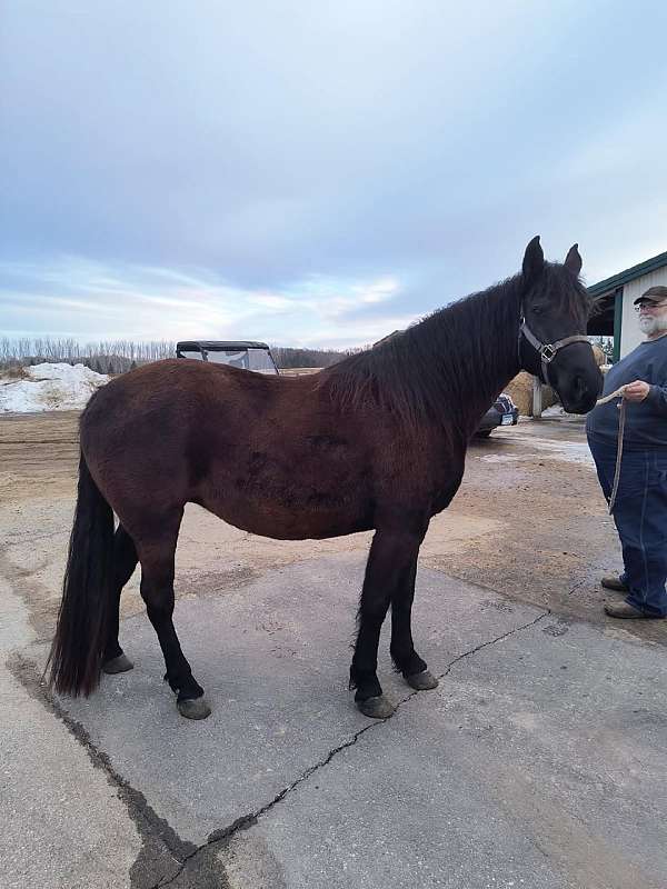 big-boned-tennessee-walking-horse