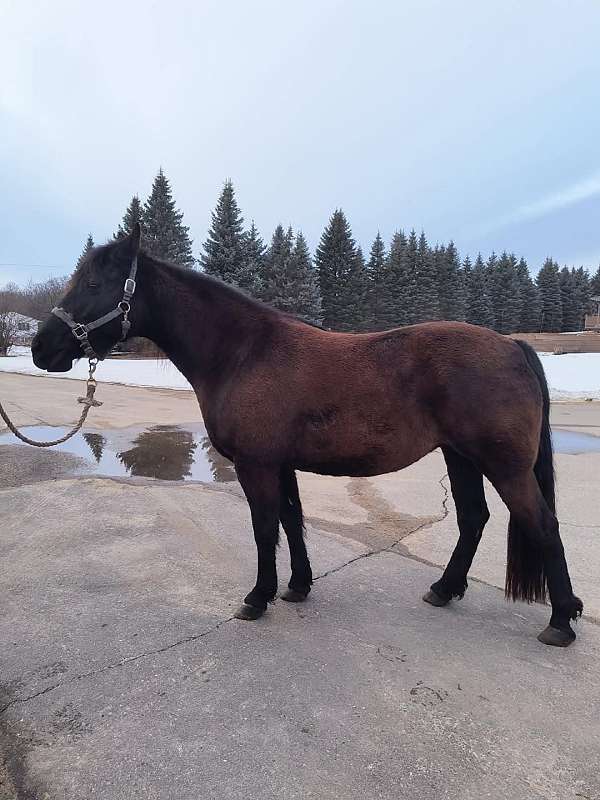 boned-tennessee-walking-horse