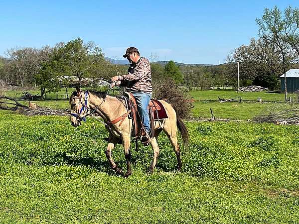 buckskin-beginner-trained-horse