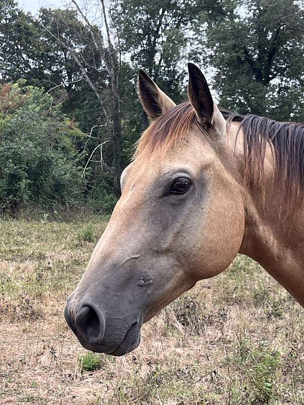 quarter-horse-gelding