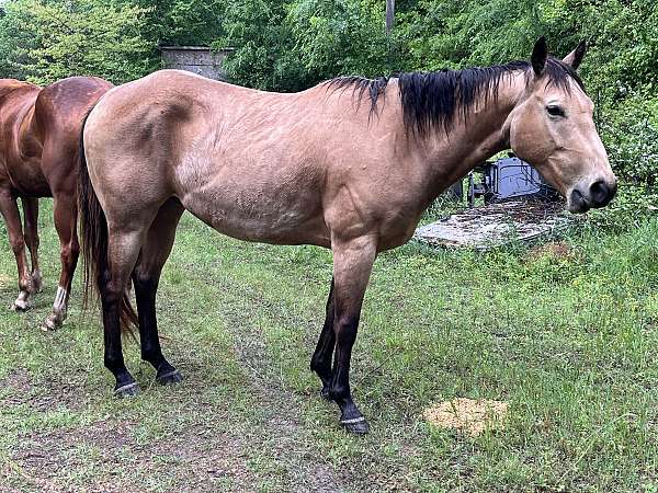 beginner-novice-quarter-horse