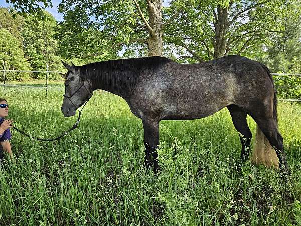 quarter-horse-mare