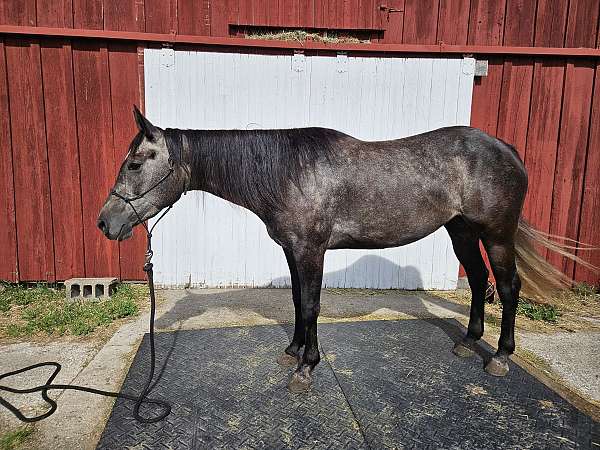 quarter-horse-for-sale