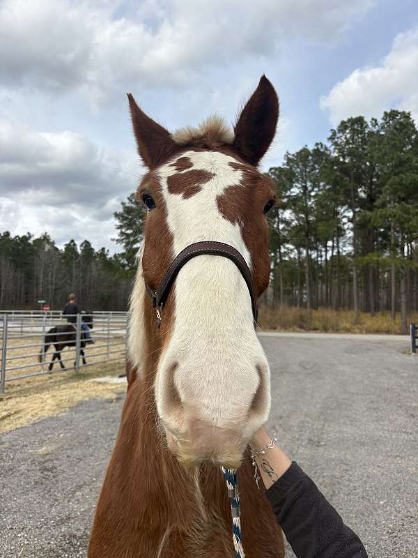 18-hand-belgian-gelding